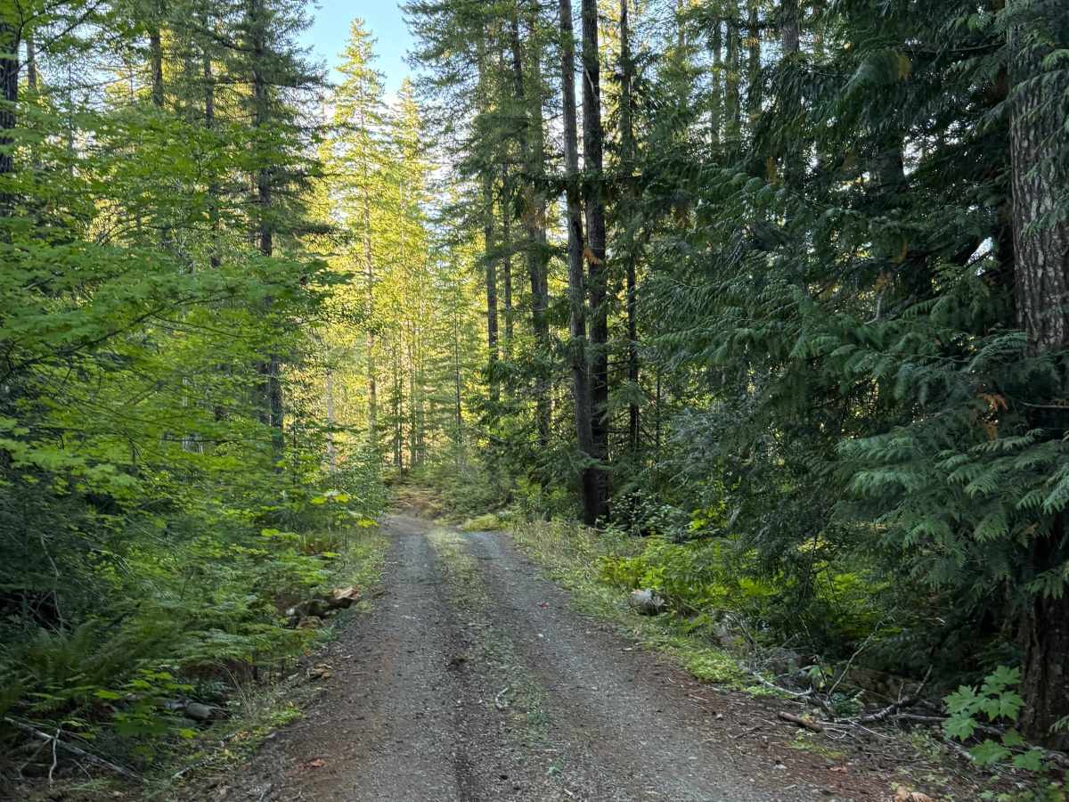 Lake Cushman View Trail photo 3