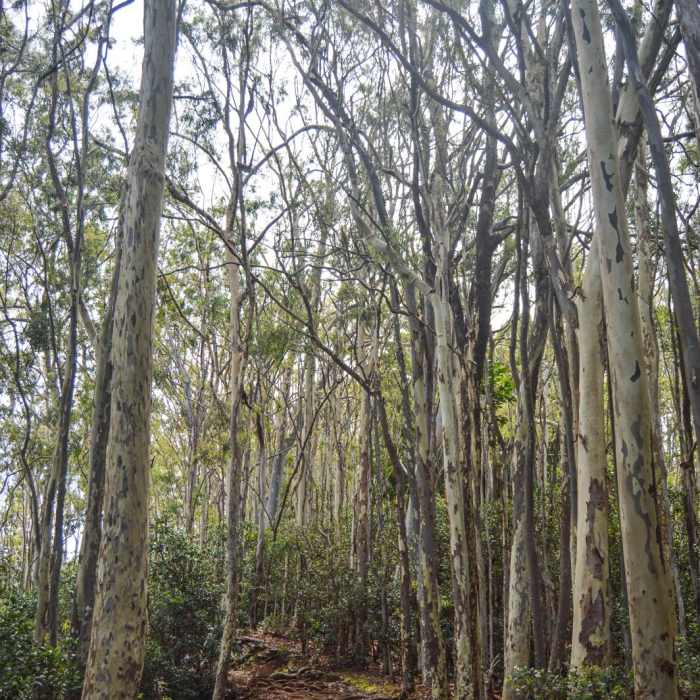 Near Aiea Loop Trail Near Aiea Loop Trail