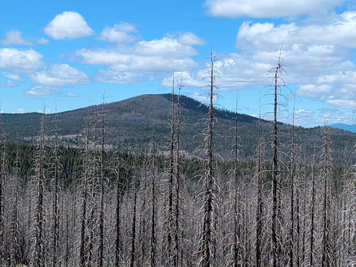 Pumice Mountain East - FS 43N15 photo 6