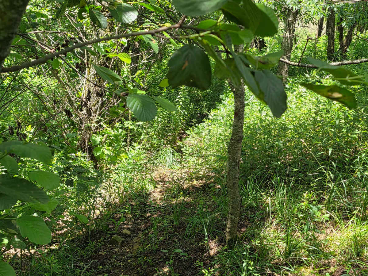 Single Track NA photo 6