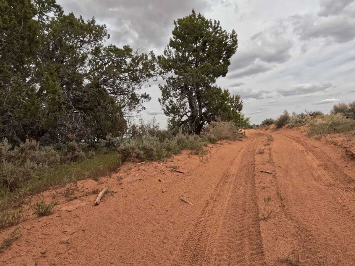 BLM 62 photo 2
