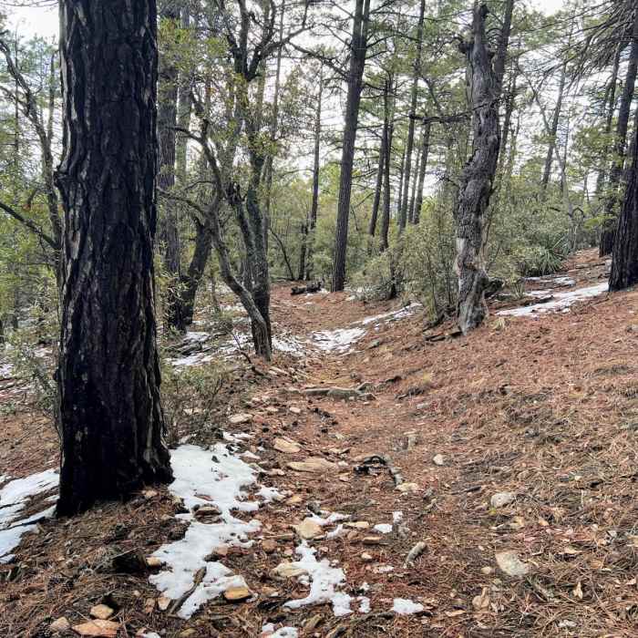 Near Tanque Verde to Mica Mountain