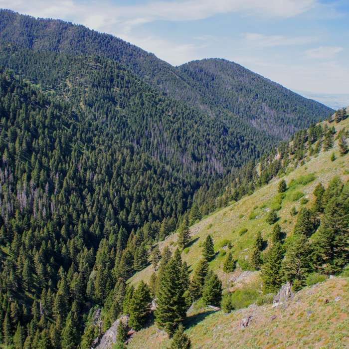 Near Middle Cottonwood Trail
