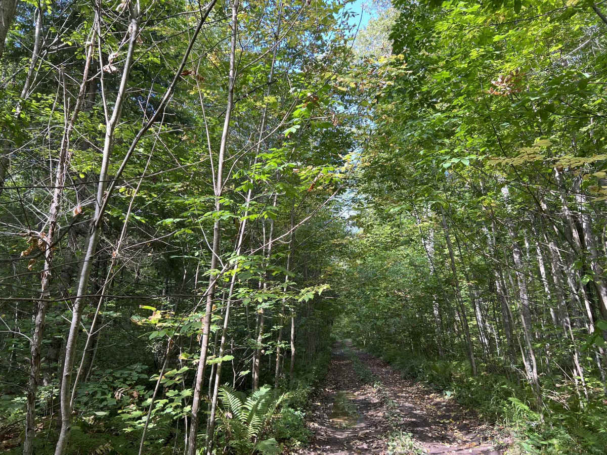 FS 2349B trail photo