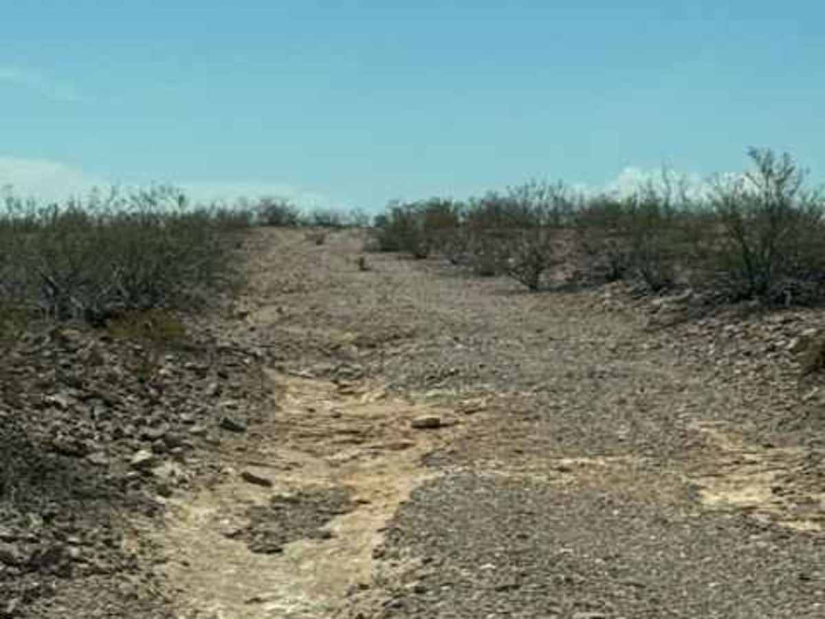 BLM SS1031 photo 4
