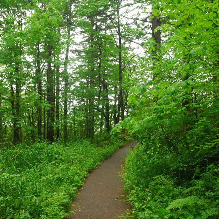 Near Bridal Veil Falls, Oregon