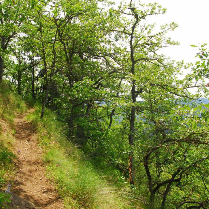 Near Bald Butte Hike