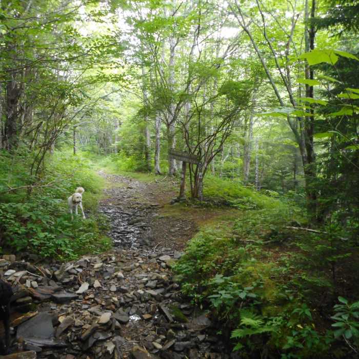 Intersection of the MTS and BHT. Behind us is a little trail that leads to a TINY parking area, could accommodate maybe two horse trailers. Near Mount Mitchell Challenge
