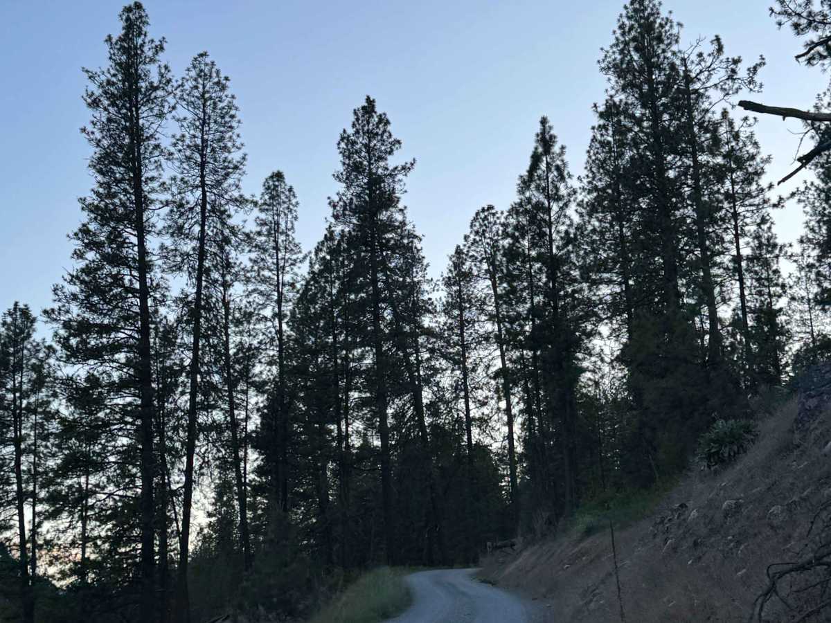 Trout Lake Road  photo 5