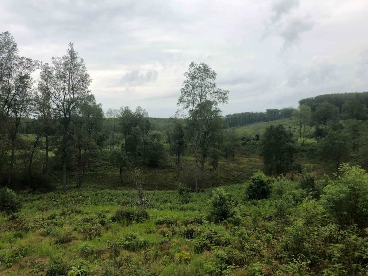 Evart Motorcycle Trail photo 5