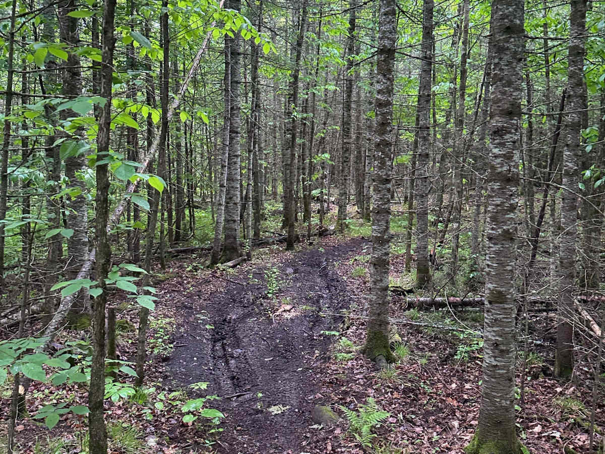 Alger Grade - Trail 11 photo 4