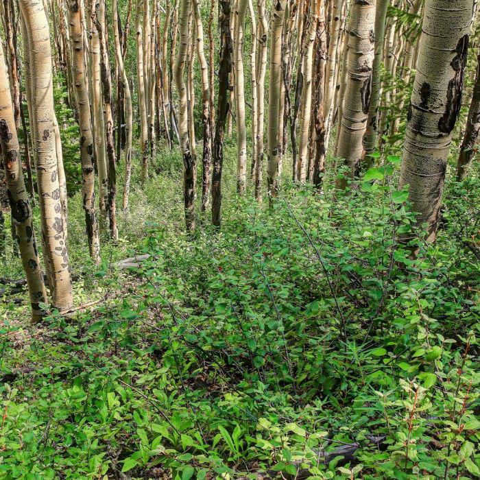 Near Big Willis Gulch Trail