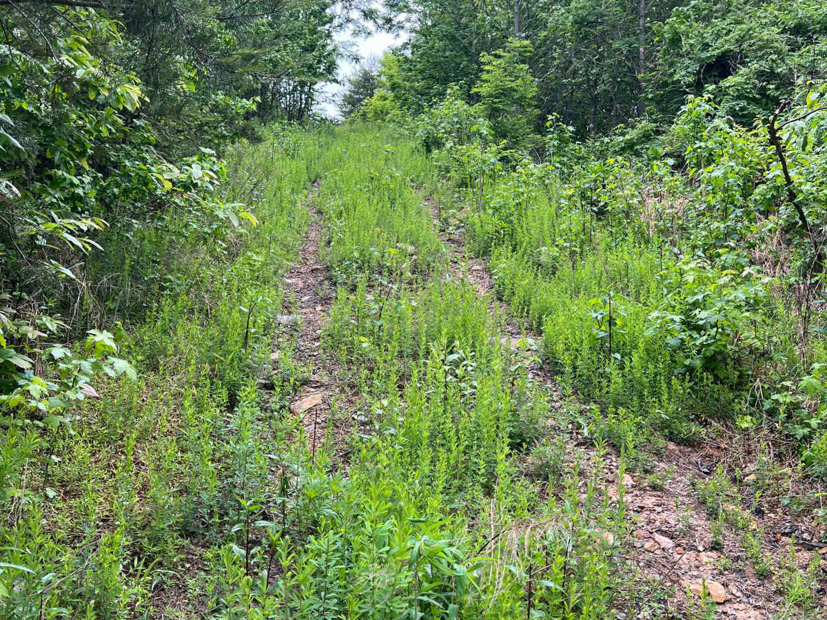 Q61 trail photo