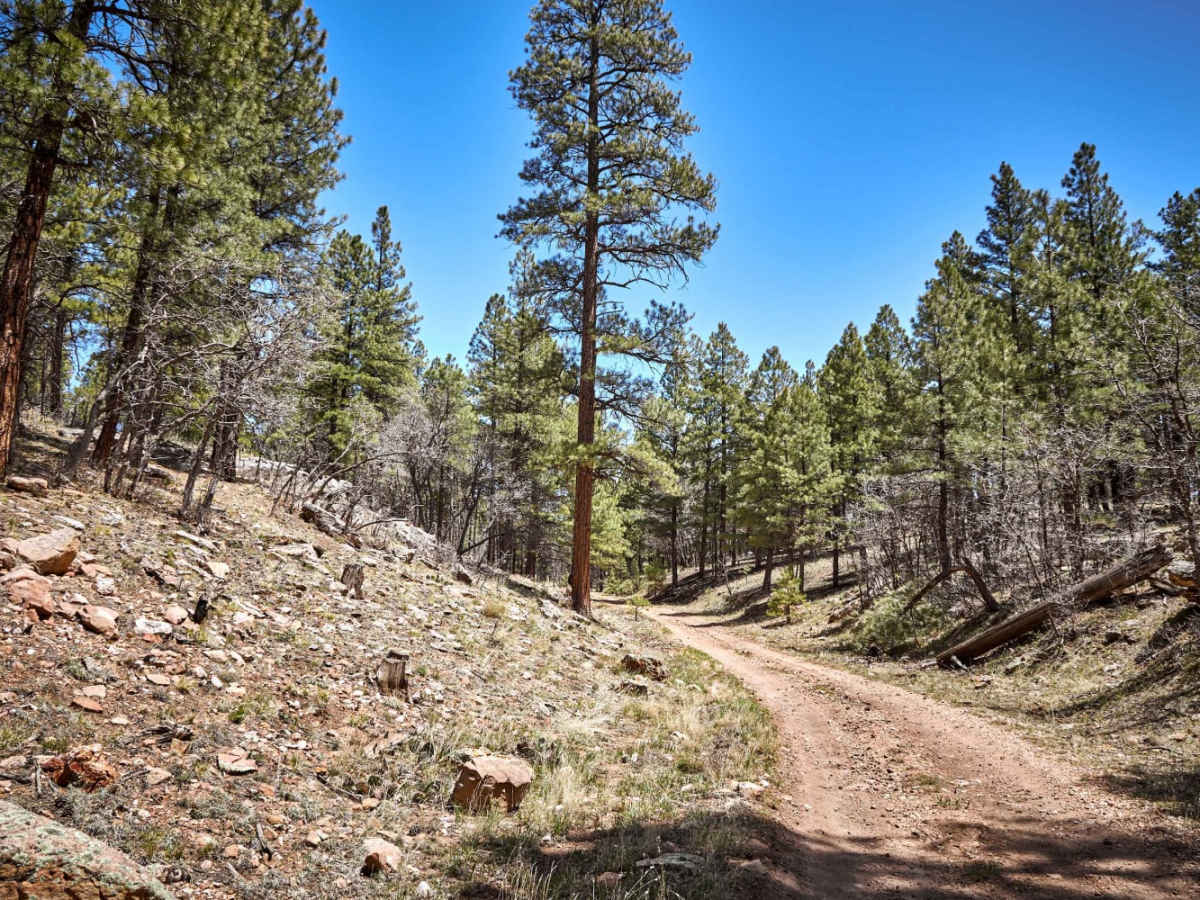 Winding Ponderosa Way photo 6