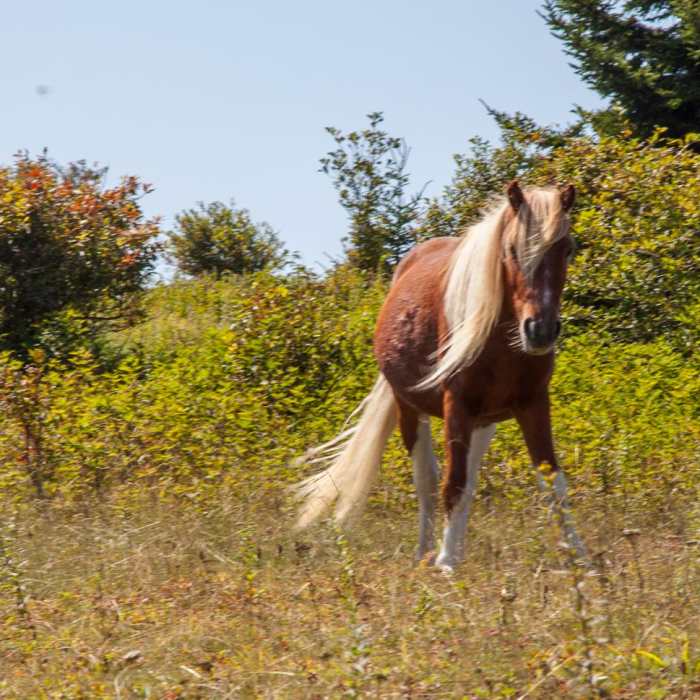 Near Grayson Highlands: A.T. - Pine Mtn Loop