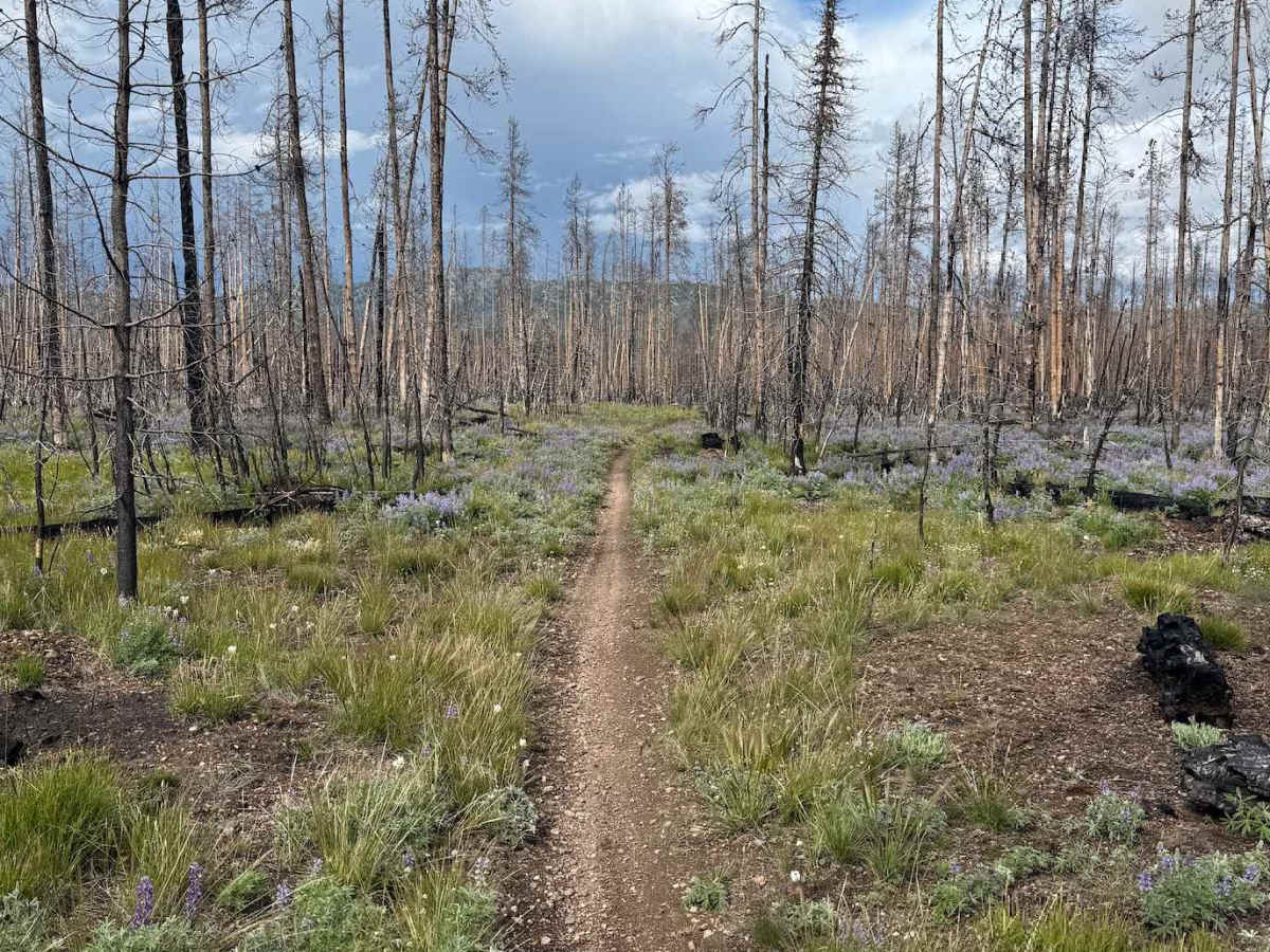 Elk Mountain Loop photo 3