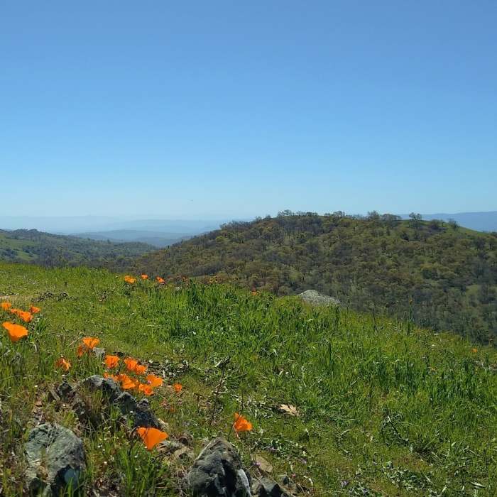 Near Antler Point Trail