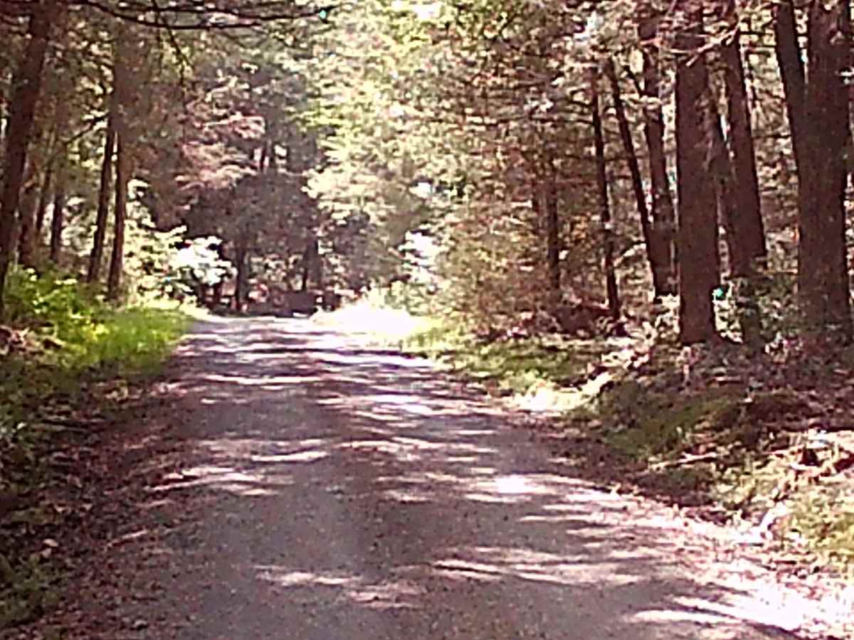 Pine Creek Hollow Road photo 4
