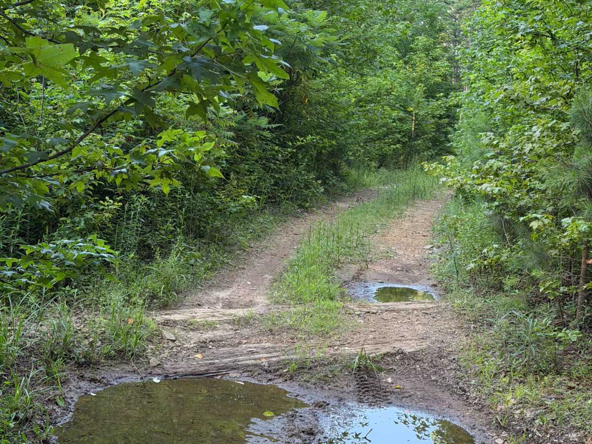 Rocky Branch photo 4