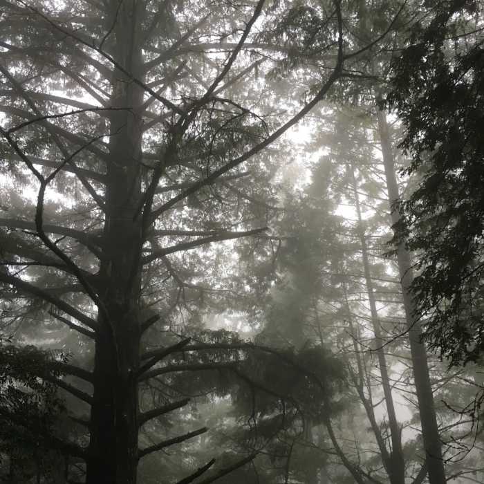 Redwoods in fog. Near Pool Ridge Connector