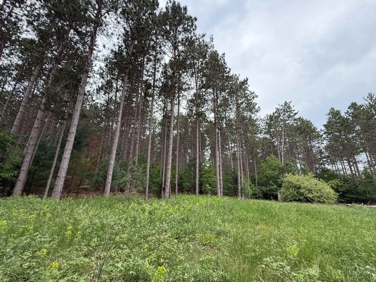 Broomhead Trail South photo 4