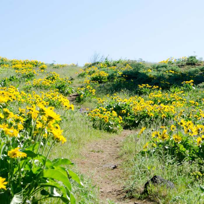 Near Memaloose Hills Trail