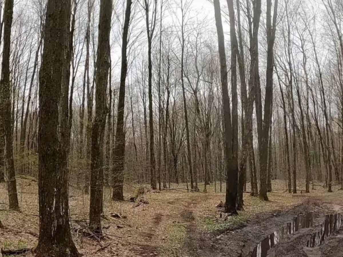 5647 trail photo