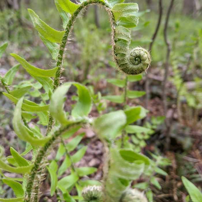 Fiddleheads along the trail Near Deer Creek Trail to Susquehanna Ridge Trail Loop