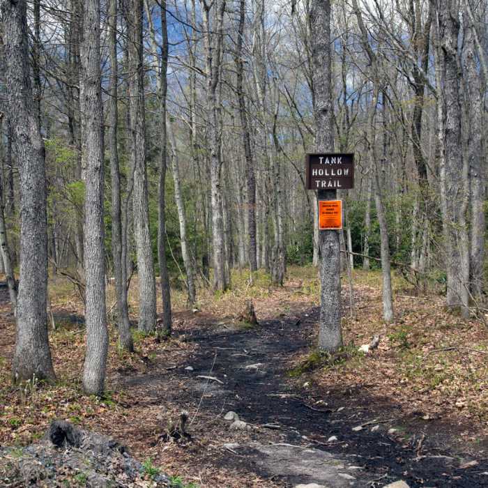 Near Tank Hollow Trail Near Tank Hollow Trail