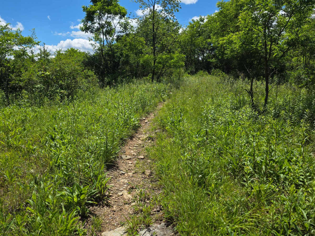 Single Track MM trail photo