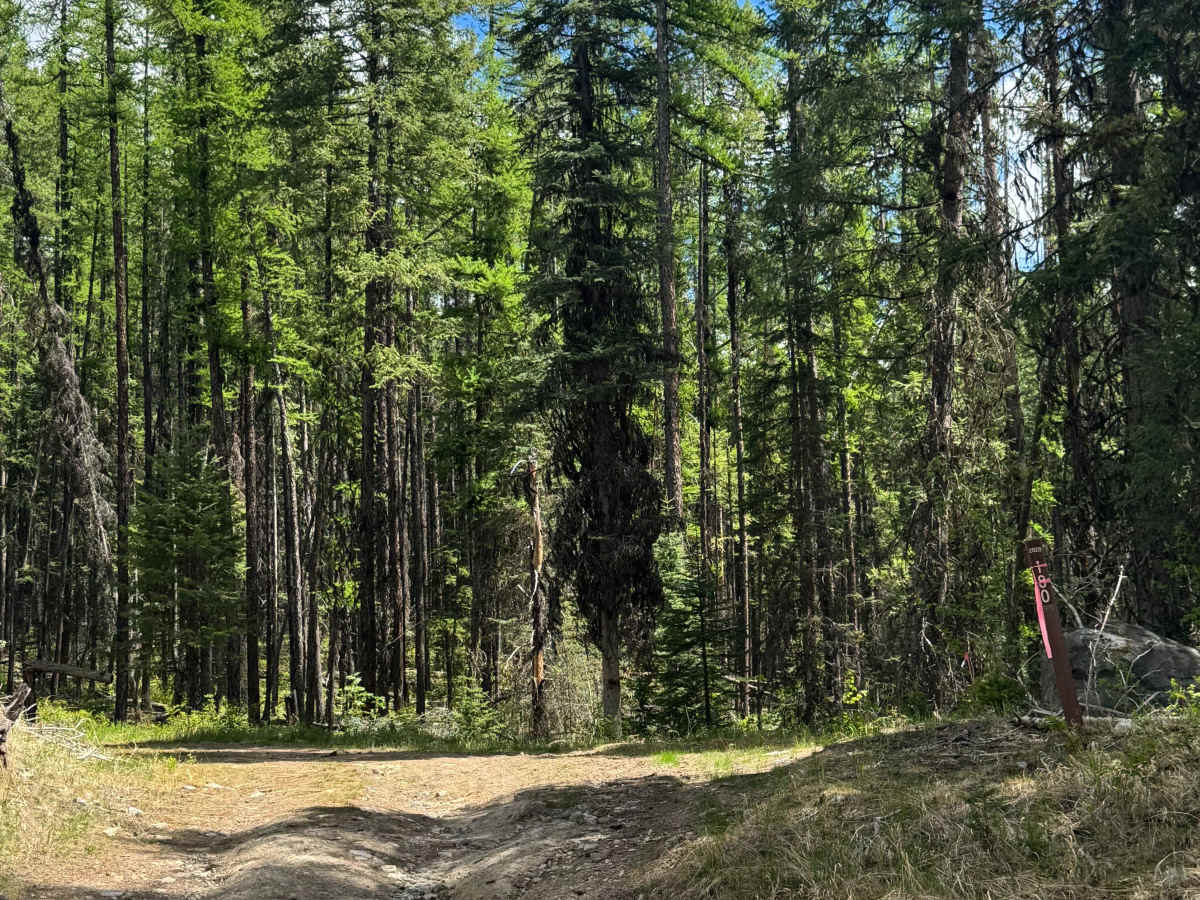 FS 2020-180 trail photo