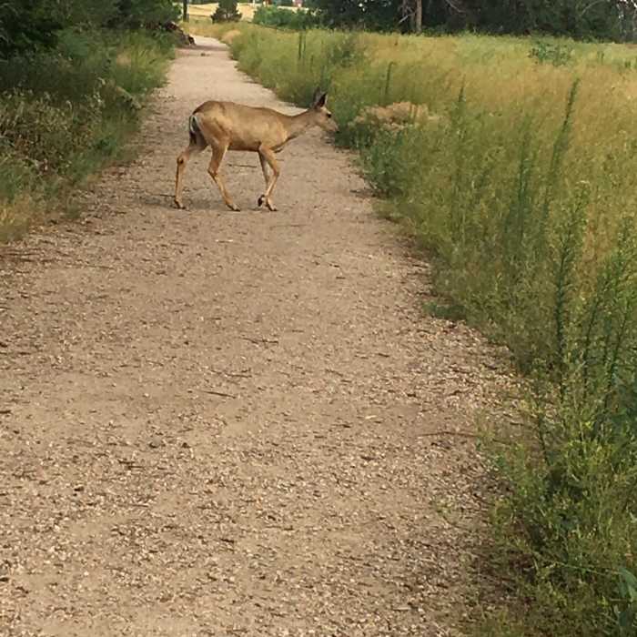 Lots of urban wildlife out and about, especially near dawn and dusk. Near Bluff Lake Trail