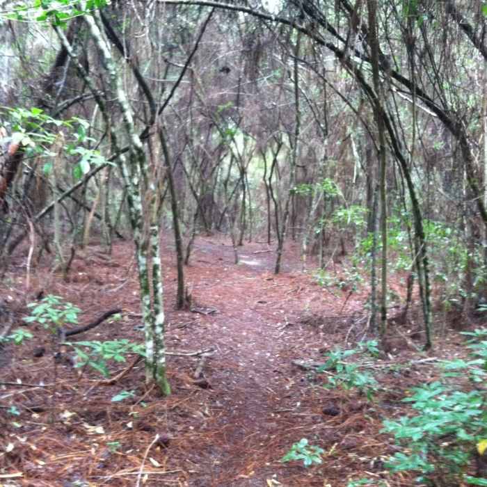Near Riverwalk Trail