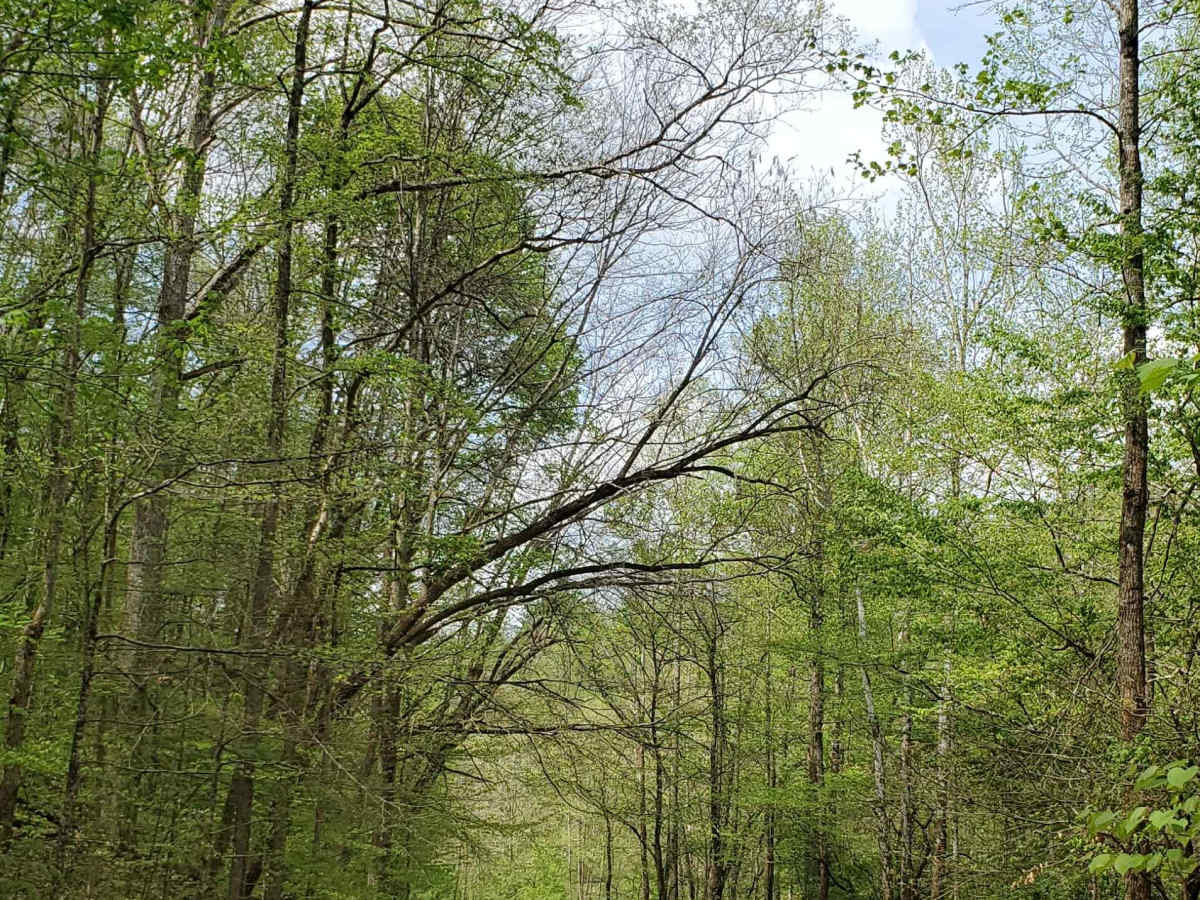 Beech Timber photo 2