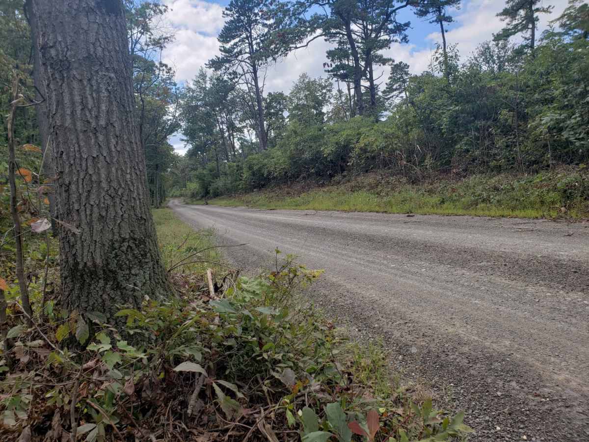 Michaux Ridge Road trail photo