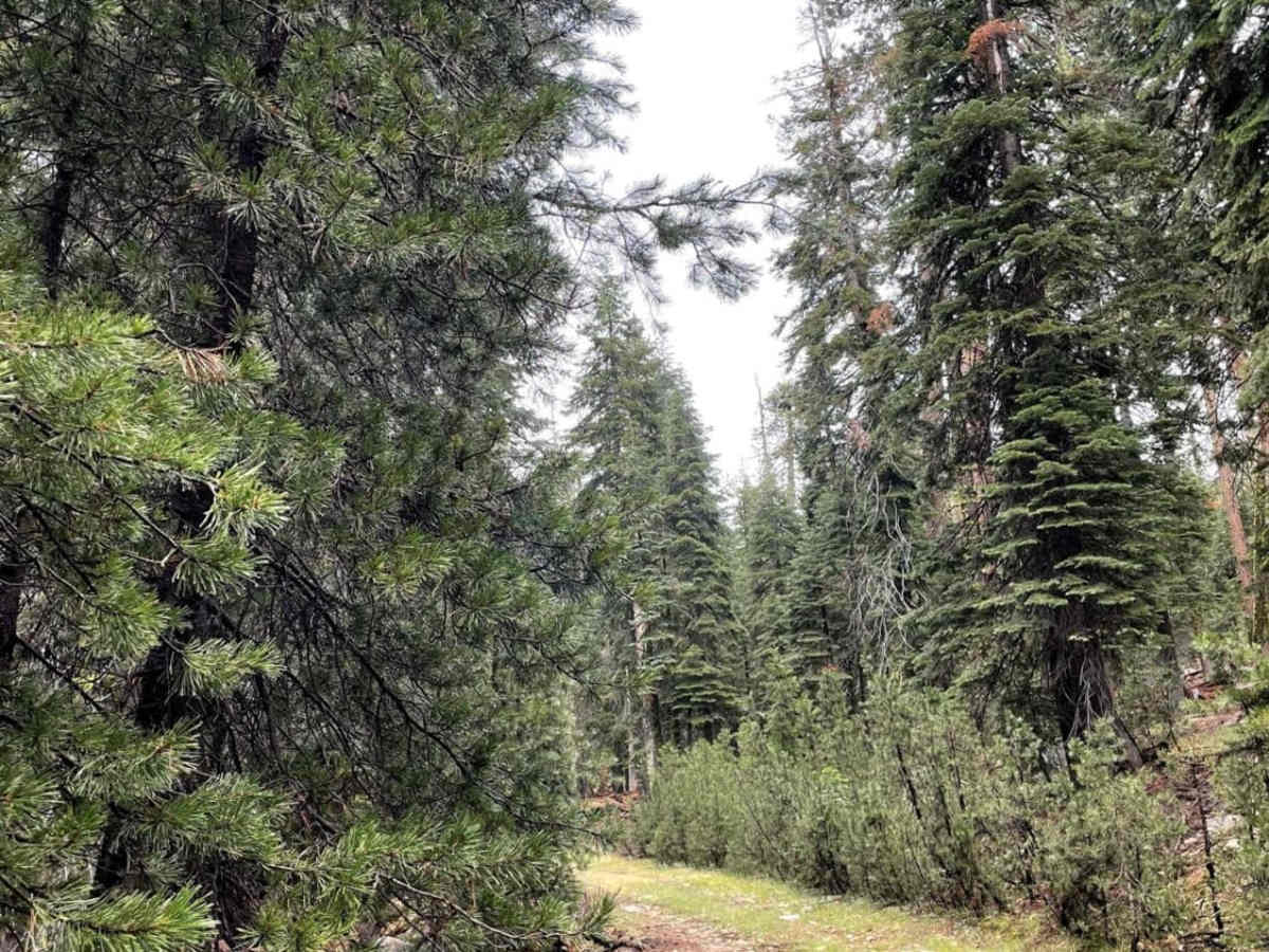 Pine Tunnel photo 3