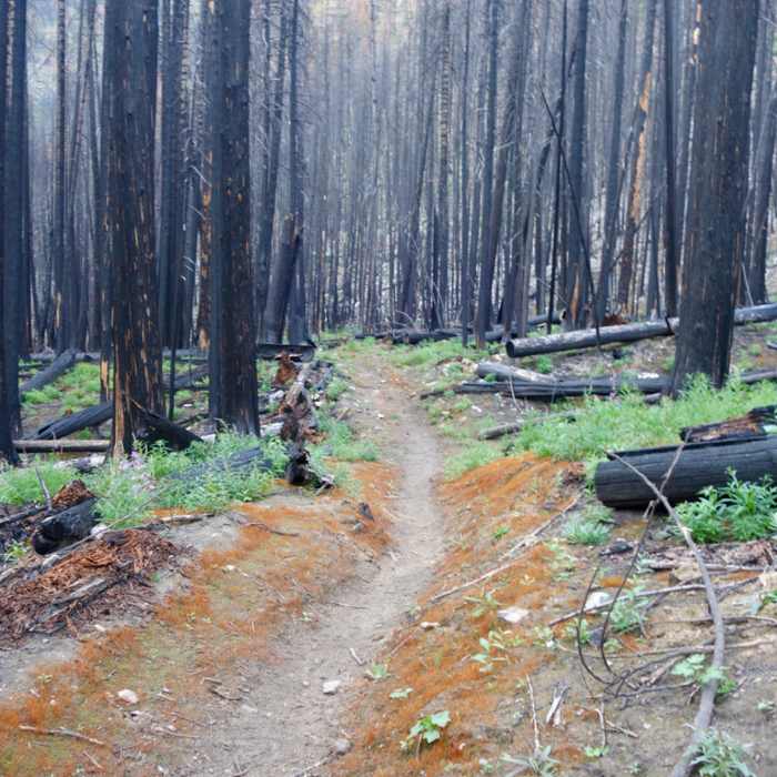 Near West Fork Fish Creek #101