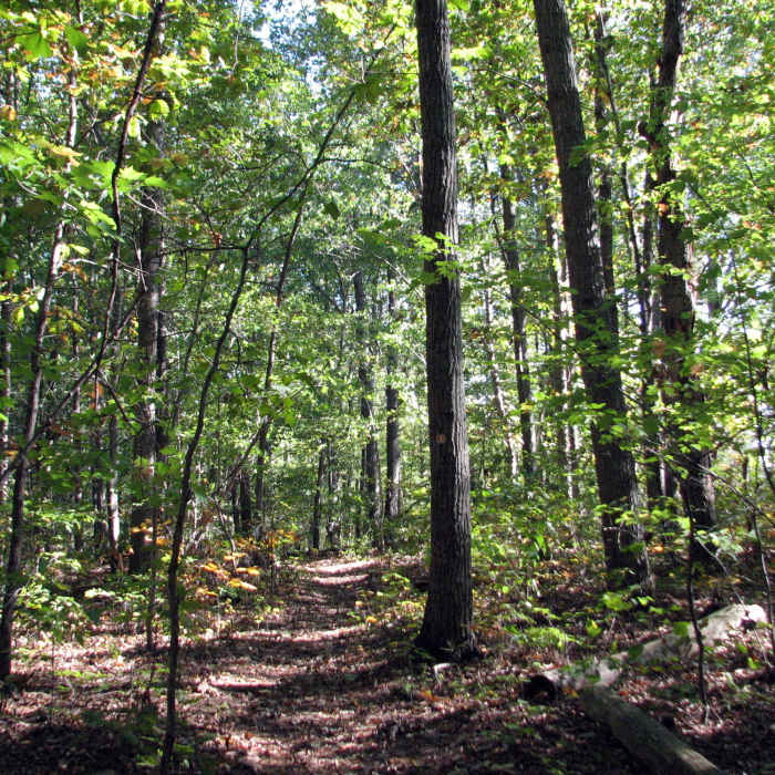 Trees along the trail at Flower Hill. Near Flower Hill Trail