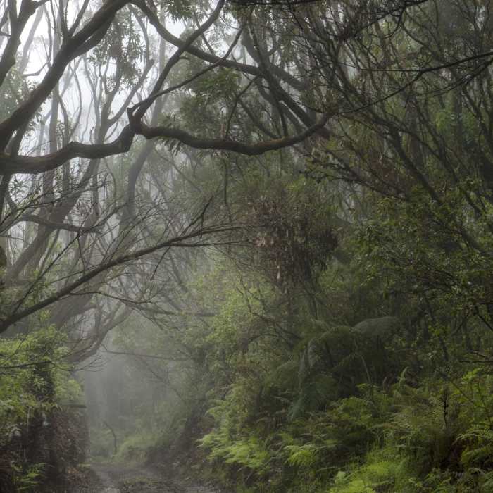Near Kamakou Preserve + Pepe'opae Bog Trail Near Kamakou Preserve + Pepe'opae Bog Trail