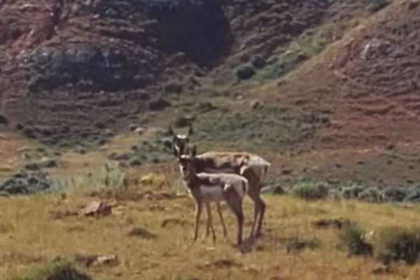 Where the Deer and the Antelope Play
