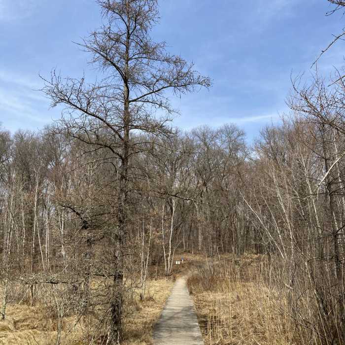 Near Linwood School Forest Trails Loop