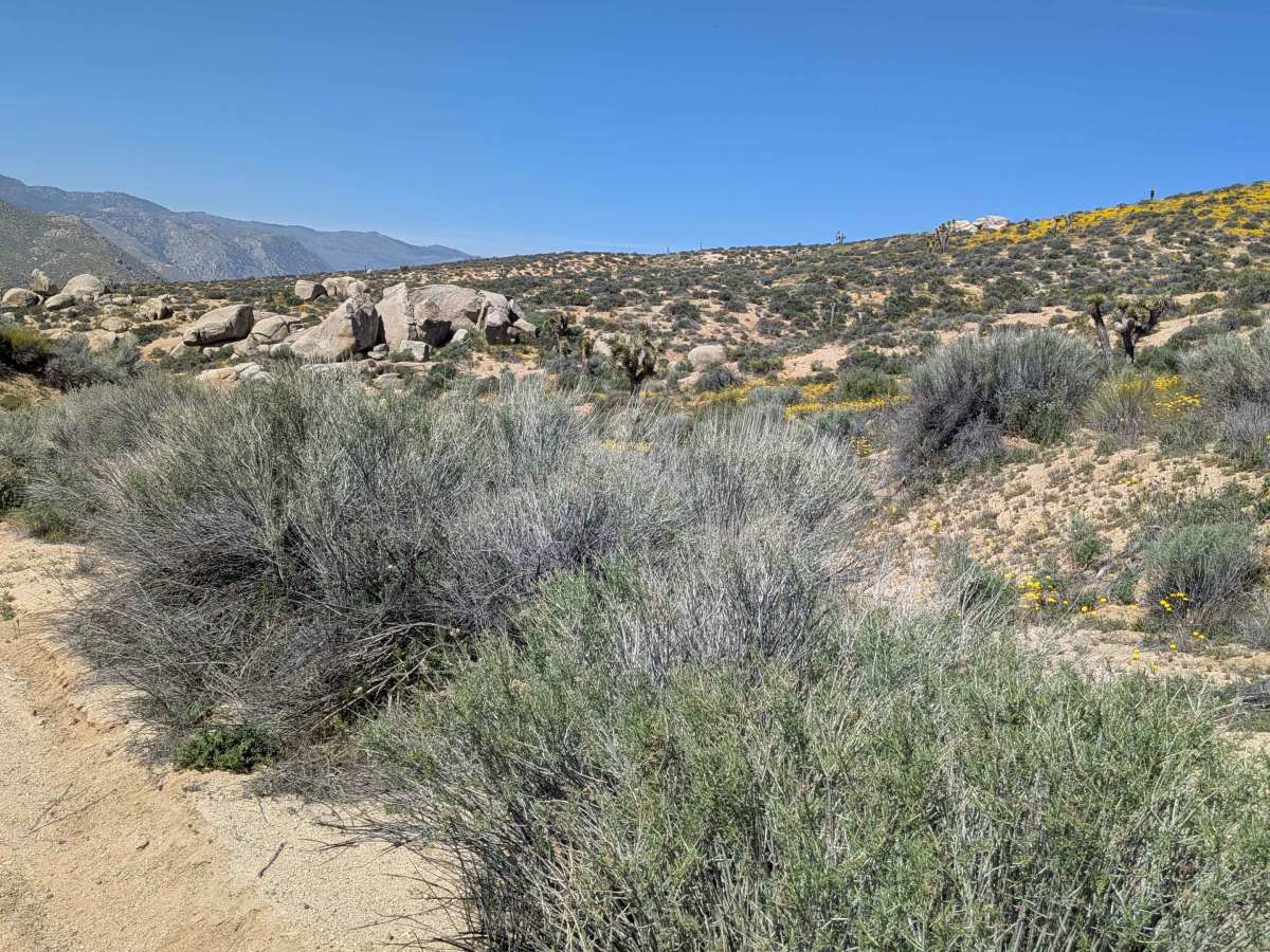 BLM SC111 photo 6