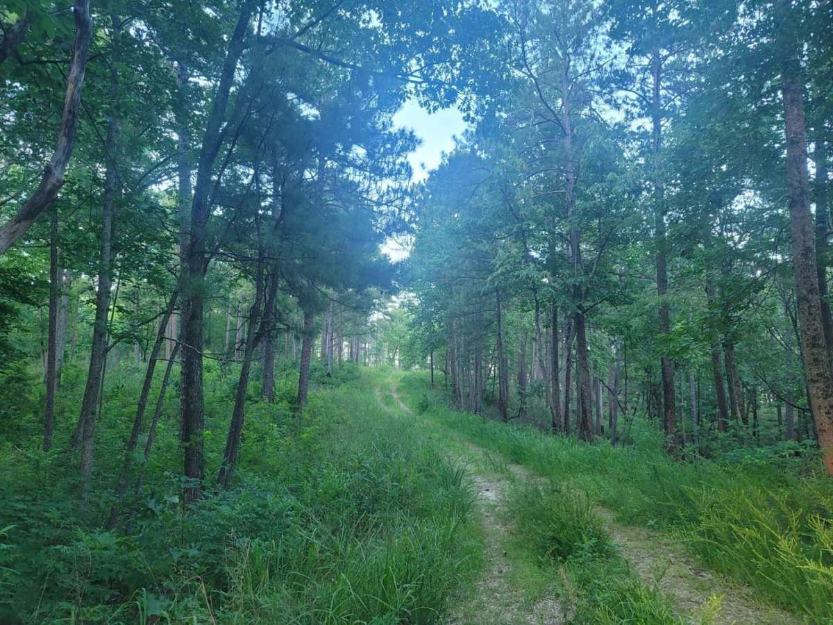 537 - Flag Mountain photo 4