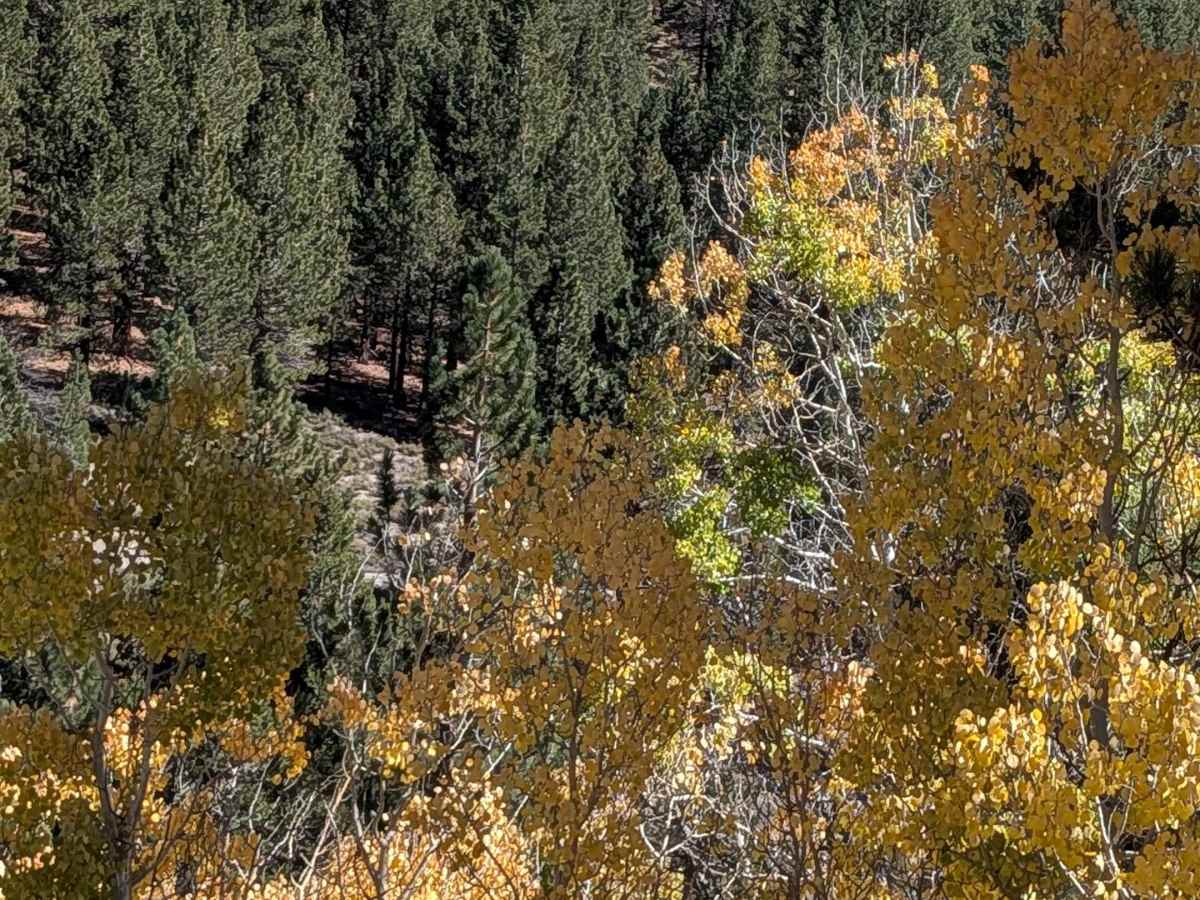 Wall Mountain Springs Road photo 6