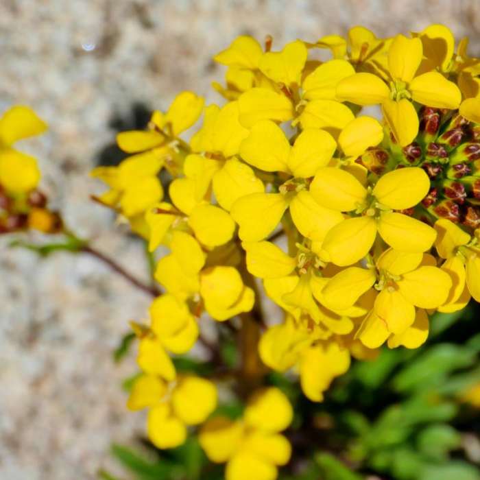 Near Woods Lake Loop via Winnemucca Lake