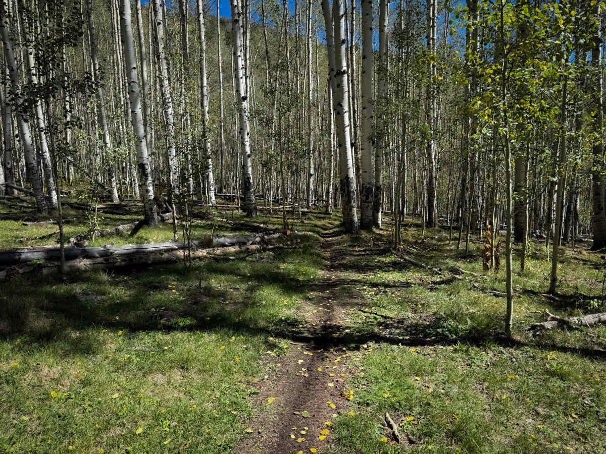 East Willow Trail - FS 609  photo 6