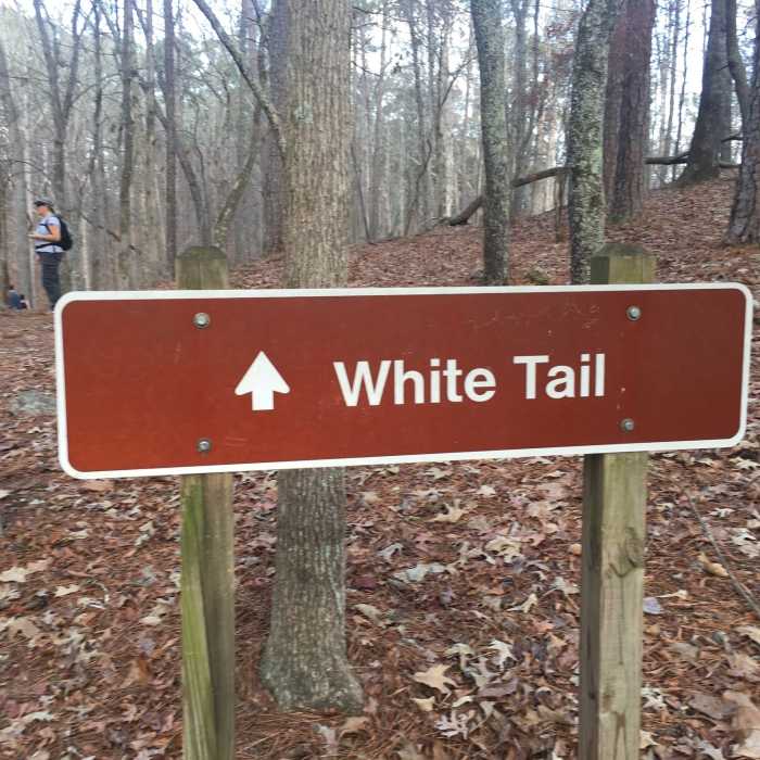 Near White Tail Trail