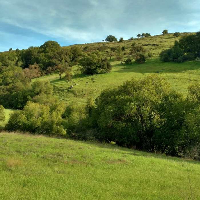Springtime brings lush greenery to the Santa Teresa Hills. Near Rocky Ridge Trail
