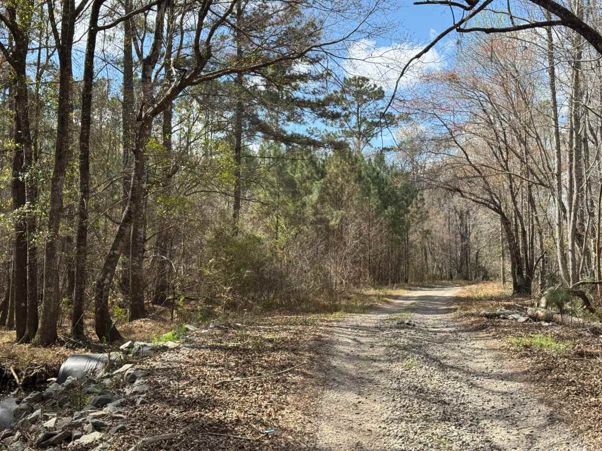 Logging Road photo 3