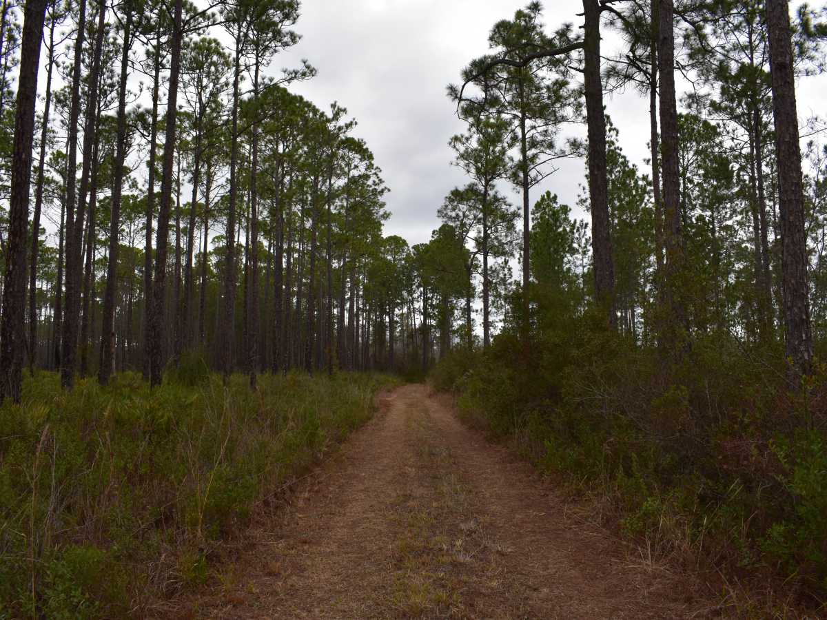 FR 782 photo 6